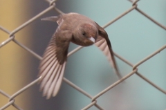 Pyrocephalus rubinus