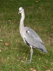 Ardea cinerea