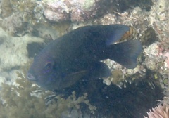 Hemiglyphidodon plagiometopon