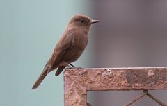 Pyrocephalus rubinus