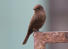 Pyrocephalus rubinus