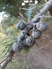 Cupressus