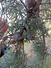 Cupressus