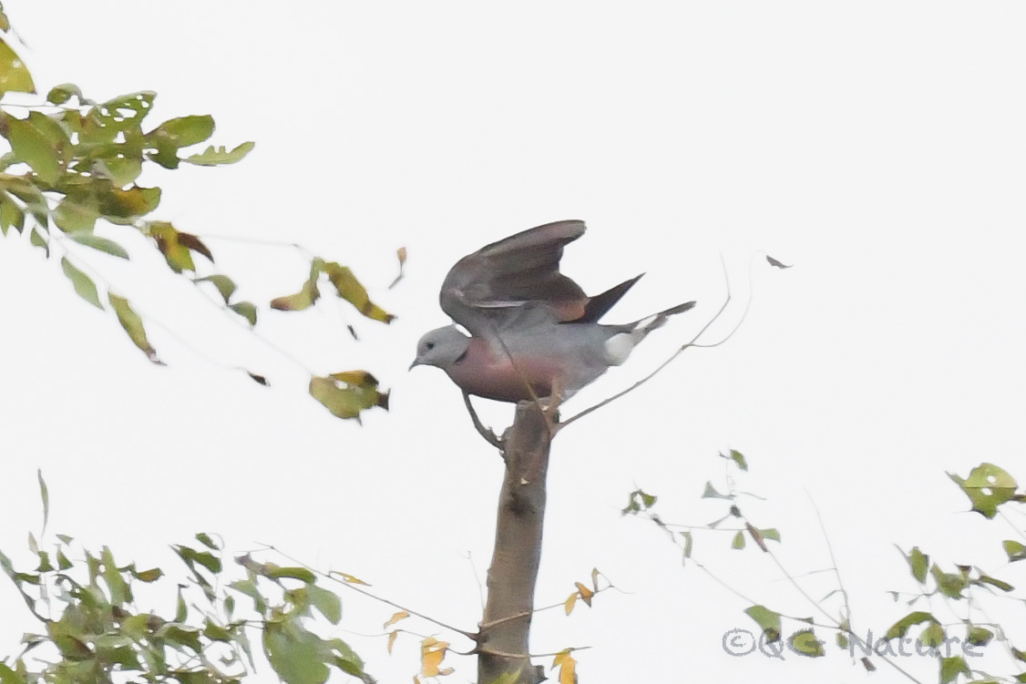 Red Collared Dove