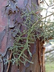 Cupressus