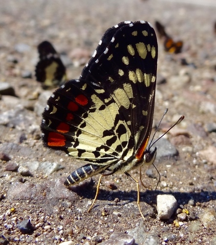 Eumeda Checkerspot