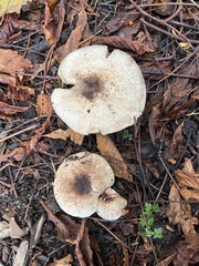 Agaricus hondensis