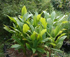 Curcuma longa