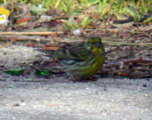 Serinus serinus