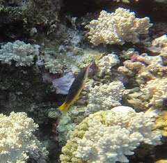 Gomphosus klunzingeri