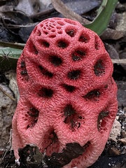 Clathrus crispus
