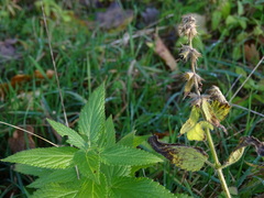 Stachys palustris