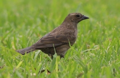 Molothrus bonariensis