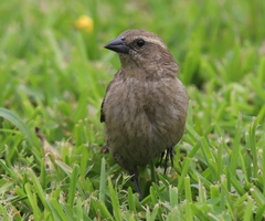 Molothrus bonariensis