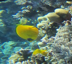 Chaetodon semilarvatus