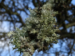 Evernia