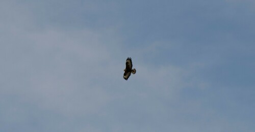 Northern Long-legged Buzzard