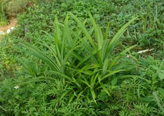 Pandanus amaryllifolius