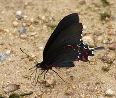 Parides alopius
