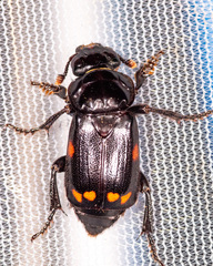 Nicrophorus pustulatus