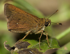Decinea percosius