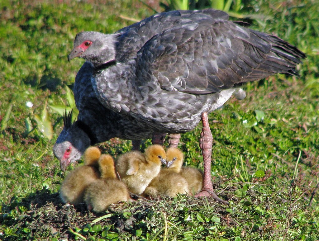 Southern Screamer