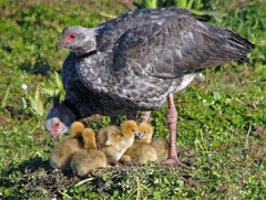 Southern Screamer photo 5