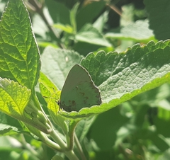 Cyanophrys remus