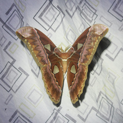 Rothschildia aurota