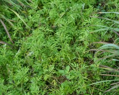Artemisia verlotiorum