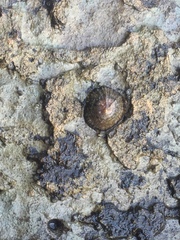 Patella vulgata