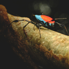 Leucauge sarawakensis