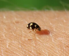 Brachiacantha decempustulata