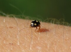 Brachiacantha decempustulata