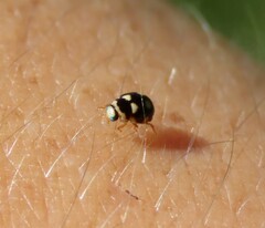 Brachiacantha decempustulata