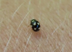 Brachiacantha decempustulata