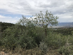Quercus × undulata