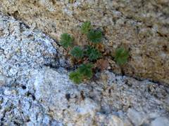 Potentilla rimicola