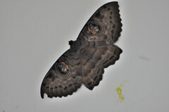Erebus walkeri