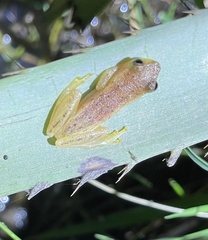Dendropsophus sanborni