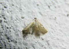 Petrophila daemonalis