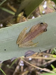 Dendropsophus sanborni