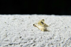 Petrophila daemonalis