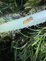 Dendropsophus sanborni