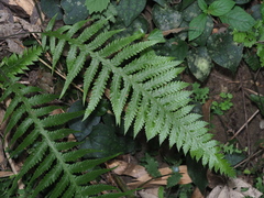 Phegopteris decursive-pinnata