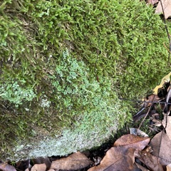 Cladonia digitata