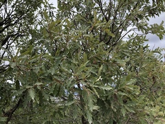 Quercus × undulata