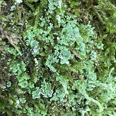 Cladonia digitata