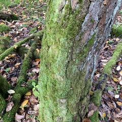Cladonia digitata