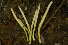 Clavaria flavipes